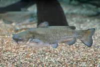 White catfish (Ameiurus catus)