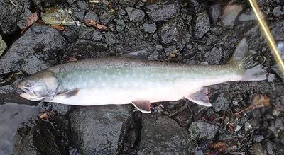 White char (Salvelinus albus)