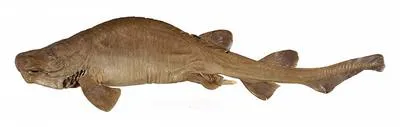 White-clasper catshark (Parmaturus albipenis)