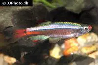 White cloud mountain minnow (Tanichthys albonubes)