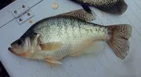 White crappie (Pomoxis annularis)