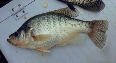 White crappie (Pomoxis annularis)