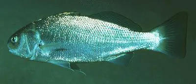 White croaker (Genyonemus lineatus)