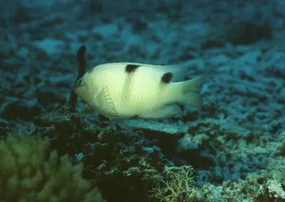 White damsel (Dischistodus perspicillatus)