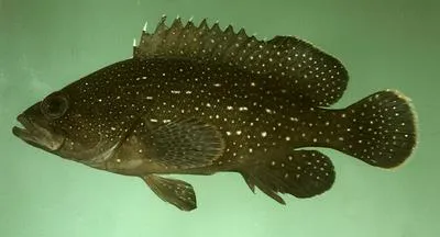 White-dotted grouper (Epinephelus polystigma)