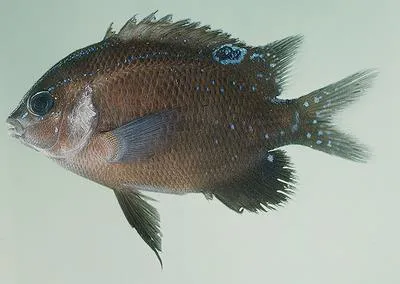 White-ear scalyfin (Parma microlepis)