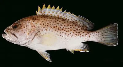 White-edged grouper (Epinephelus albomarginatus)