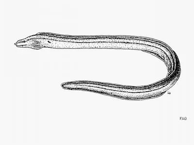 White-edged moray (Gymnothorax verrilli)