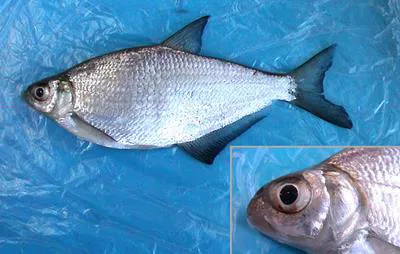 White-eye bream (Ballerus sapa)