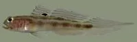 White-eye goby (Bollmannia boqueronensis)