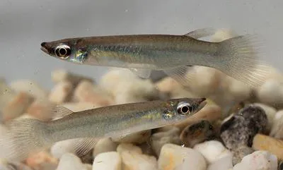 White-eye (Oxyzygonectes dovii)