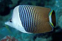 White-face butterflyfish (Chaetodon mesoleucos)