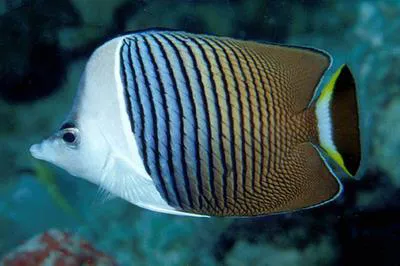 White-face butterflyfish (Chaetodon mesoleucos)