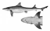 White-fin smooth-hound (Mustelus widodoi)