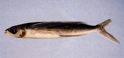 White-finned flyingfish (Cheilopogon arcticeps)