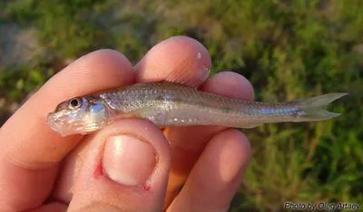 White-finned gudgeon (Romanogobio albipinnatus)