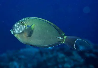 White-freckled surgeonfish (Acanthurus maculiceps)