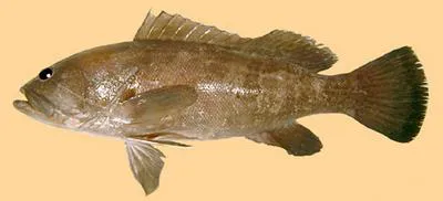 White grouper (Epinephelus aeneus)