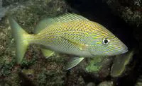 White grunt (Haemulon plumierii)