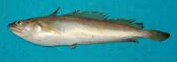 White hake (Urophycis tenuis)