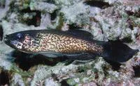 White-jawed cardinalfish (Pseudamia amblyuroptera)