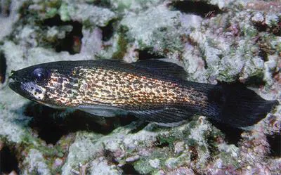 White-jawed cardinalfish (Pseudamia amblyuroptera)