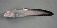 White-line eelpout (Leucogrammolycus brychios)
