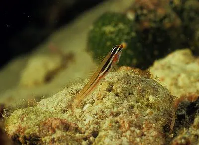 White-line pygmy goby (Eviota mikiae)