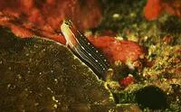 White-lined comb-tooth (Ecsenius pictus)