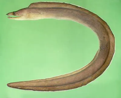 White-margined moray (Enchelycore schismatorhynchus)