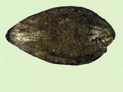 White-margined sole (Synaptura marginata)