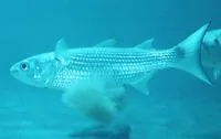 White mullet (Mugil curema)