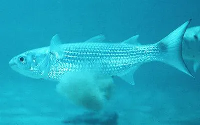 White mullet (Mugil curema)