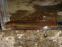 White nose loach (Koreocobitis rotundicaudata)