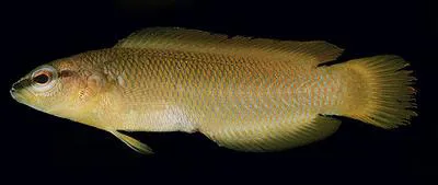 White-nosed dottyback (Pseudochromis leucorhynchus)