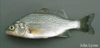 White perch (Morone americana)