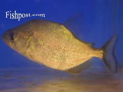 White piranha (Serrasalmus brandtii)