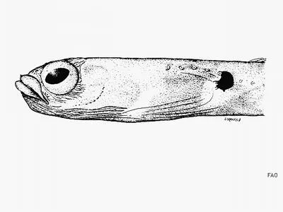 White-ring garden eel (Heteroconger canabus)