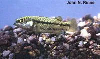 White River springfish (Crenichthys baileyi baileyi)