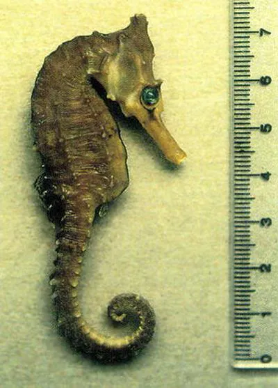 White's seahorse (Hippocampus whitei)