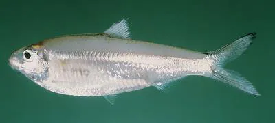 White sardine (Escualosa thoracata)