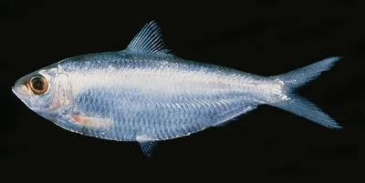 White sardinella (Sardinella albella)