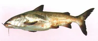 White sea catfish (Genidens barbus)