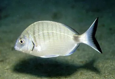 White seabream (Diplodus sargus sargus)