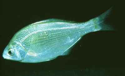 White seaperch (Phanerodon furcatus)