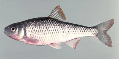 White shiner (Luxilus albeolus)