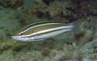 White-shouldered whiptail (Pentapodus bifasciatus)