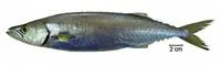 White snake mackerel (Thyrsitops lepidopoides)