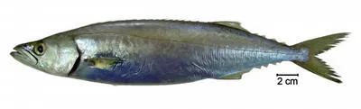 White snake mackerel (Thyrsitops lepidopoides)