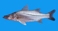 White snook (Centropomus viridis)